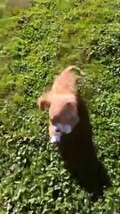 Excited Pup Runs Too Fast for His Own Good