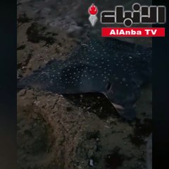 مدير عام الهيئة العامة للبيئة الشيخ عبدالله الأحمد رصد أسماك نافقه