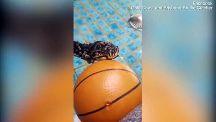 Carpet Python Attempts To Drown Ticks Sucking Blood From Its Body