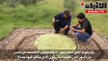 زراعة الزيتون الليبية أمام تحديات صعوبة التصدير ونقص الموارد