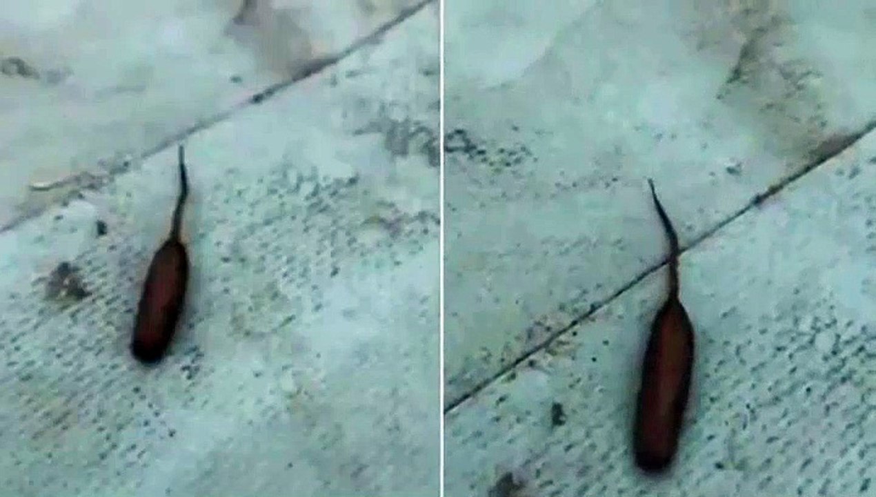 كائن فضائي يشبه الجرذ يثير ضجة بين النشطاء (فيديو) - Sputnik Arabic