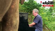 عازف بريطاني يعزف البيانو لتهدئة الفيلة المتقاعدة في محمية بتايلاند
