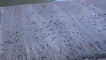 Hundreds of bats killed by Texas freeze