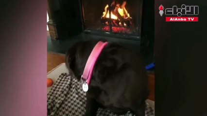 شرائح الجبن