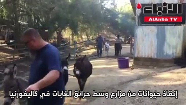 إنقاذ حيوانات من مزارع وسط حرائق الغابات في كاليفورنيا