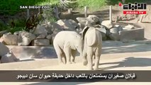 فيلان صغيران يستمتعان باللعب داخل حديقة حيوان سان دييجو