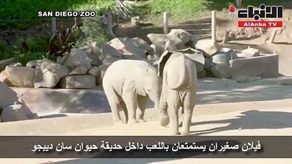 Tải video: فيلان صغيران يستمتعان باللعب داخل حديقة حيوان سان دييجو