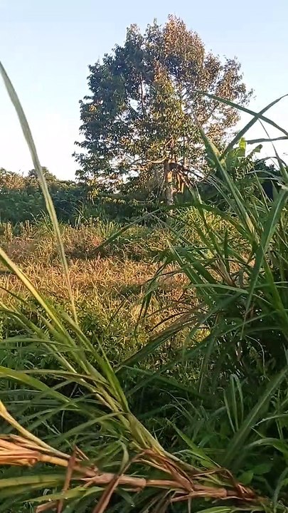 Environment