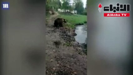 دببة تمزق ذئبا بطريقة وحشية أمام الزوار