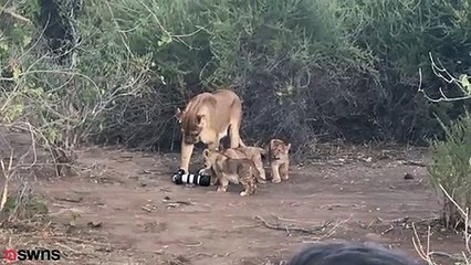 Lioness snatches photographers camera