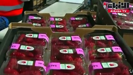 اتهام استرالية بإتلاف ثمار فراولة بغرس الإبر فيها