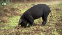 بريطانيا: الخنازير كحماة للبيئة
