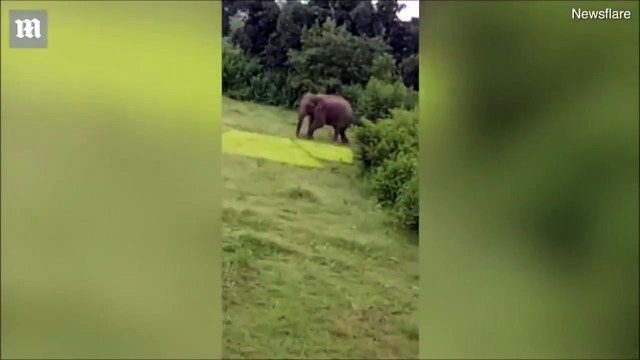 Schoolboy trampled to death by agitated elephants in India