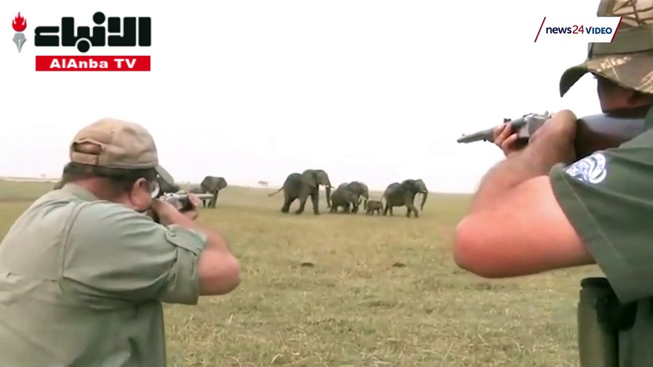 فيل