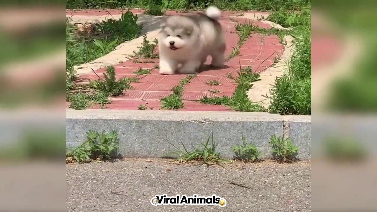 Video viral - DE PERROS GRACIOSOS  2020 VIRAL  HD THE BEST CUTE AND FUNNY DOG VIDEOS OF 2021