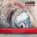 مصادر لـ «الأنباء»: الغش بـ «العدسات اللاصقة للأسماك» تنتظره إجراءات رادعة