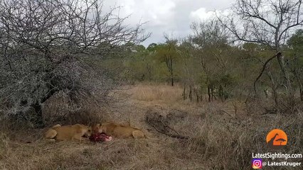 Lions Eat Warthog Alive Before Hyenas Try To Take Over