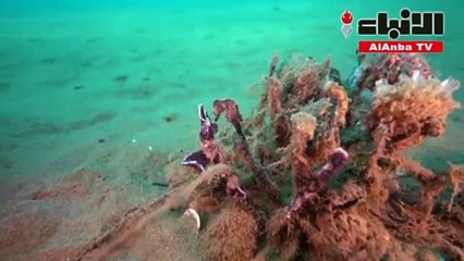 أعداد فرس البحر في شمال اليونان تدهش الخبراء