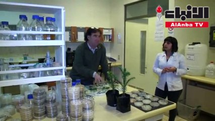 سباق مع الزمن لإنقاذ أشجار «لغز القرد»