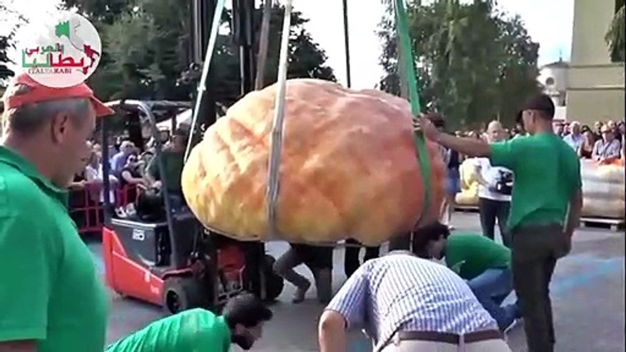 حبة قرع بوزن طن!