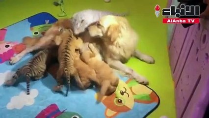 صداقة غريبة بين أشبال نمور وأسود وضباع بحديقة حيوان صينية