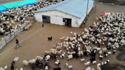 Kuzuların anneleriyle buluşması renkli görüntüler oluşturdu
