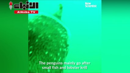 شاهد معركة بين سلطعون البحر والبطاريق