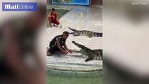 تمساح يهاجم مدربه بطريقة وحشية