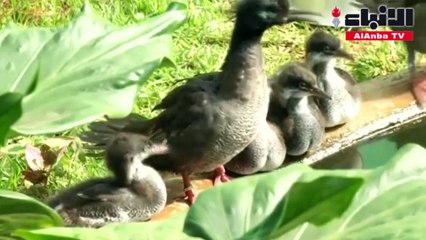 أفراخ طائر برازيلي مهدد بالانقراض تفقس وتتلقى رعاية طبيعية في حديقة برازيلية