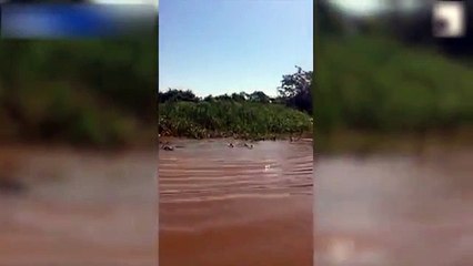 Jaguar and caiman wrestle till one finally comes out on top