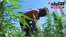 مزارعو الحشيشة في لبنان حذرون من تشريع زراعة نبتة تدر عليهم الأموال