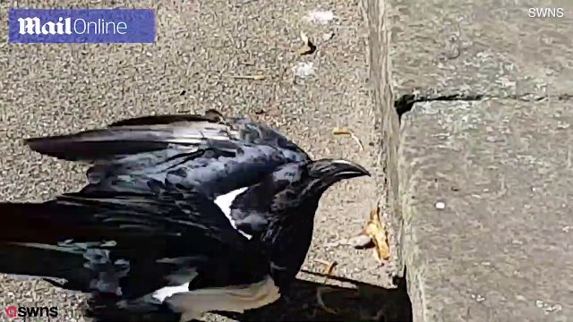 Bizarre moment Raven asks you alright love? in Yorkshire accent - Daily Mail