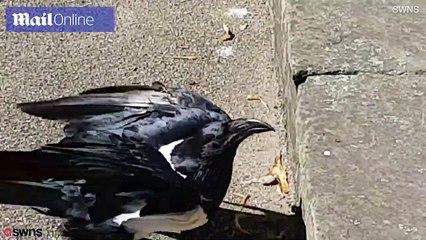 Bizarre moment Raven asks you alright love? in Yorkshire accent - Daily Mail
