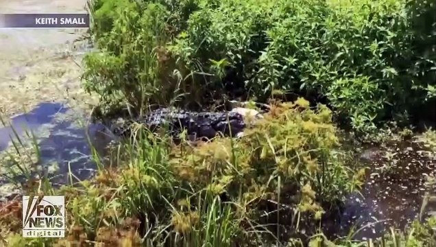 من شدة الجوع شاهد ماذا ابتلع تمساح ضخم