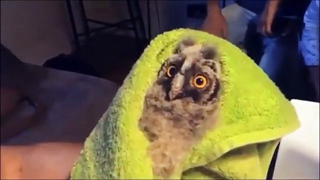 mekky on Instagram- “My baby Owl ( khokha ) #AhmedMekky #elkebeer #birdfeeder #birds #pets #owl #wisdom #falconary #egypt #smile”