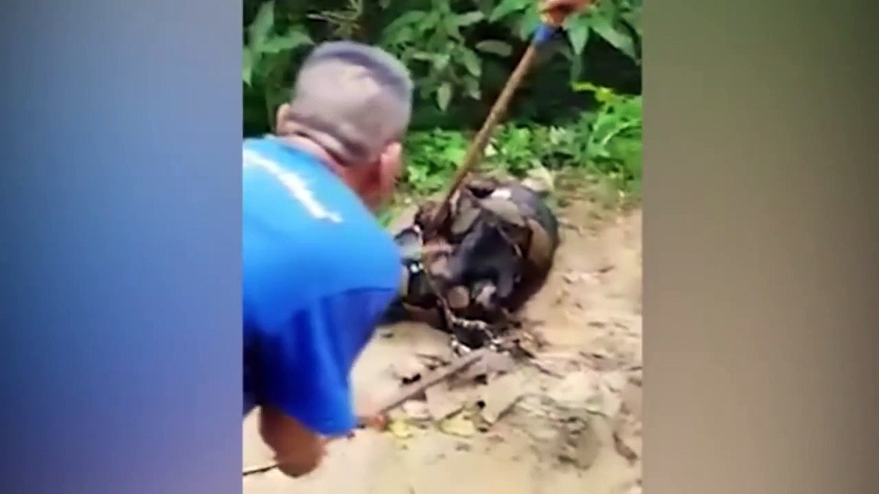 Villager Desperately Try To Save Dog From Giant Python