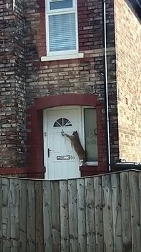 cat using door knocker