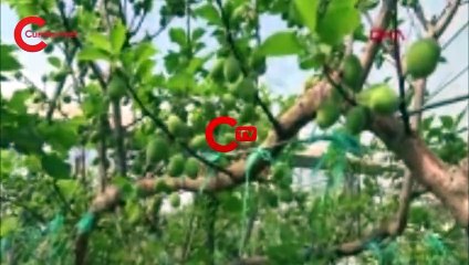 Daha önce yere dökülüyordu, şimdi kilosu 100 TL'den satılıyor