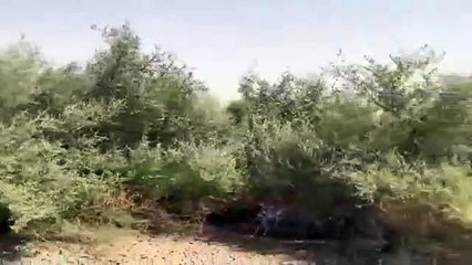 لوحات فنية من الطبيعة تزين روضةأم الذيابةفي السعودية