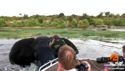 Elephant Charges & Hits Boat