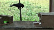 Crow shapes paper tool to activate a vending machine