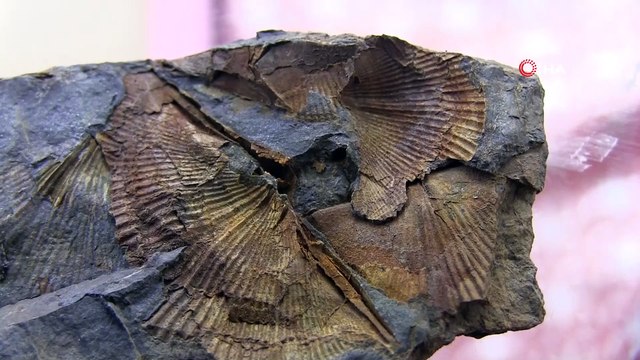 Şırnak dağlarında midye fosili bulundu