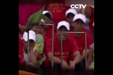 ببغاء يمارس رياضة الجمباز