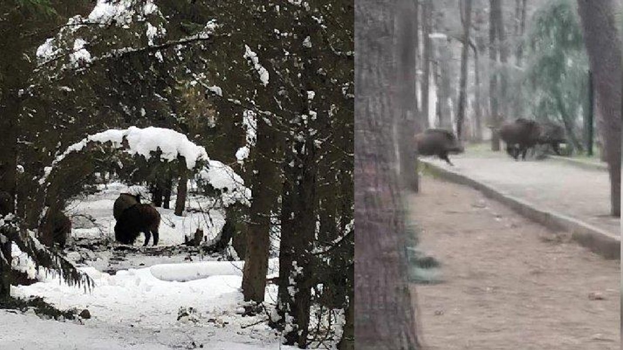 İstanbul’un göbeğine domuzlar indi