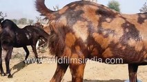 Goat farming in India_ Animal husbandry in the Rajasthan desert, with goats grazing in arid zone