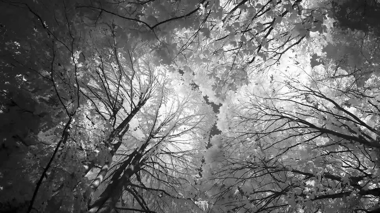 Infrared Videography #5