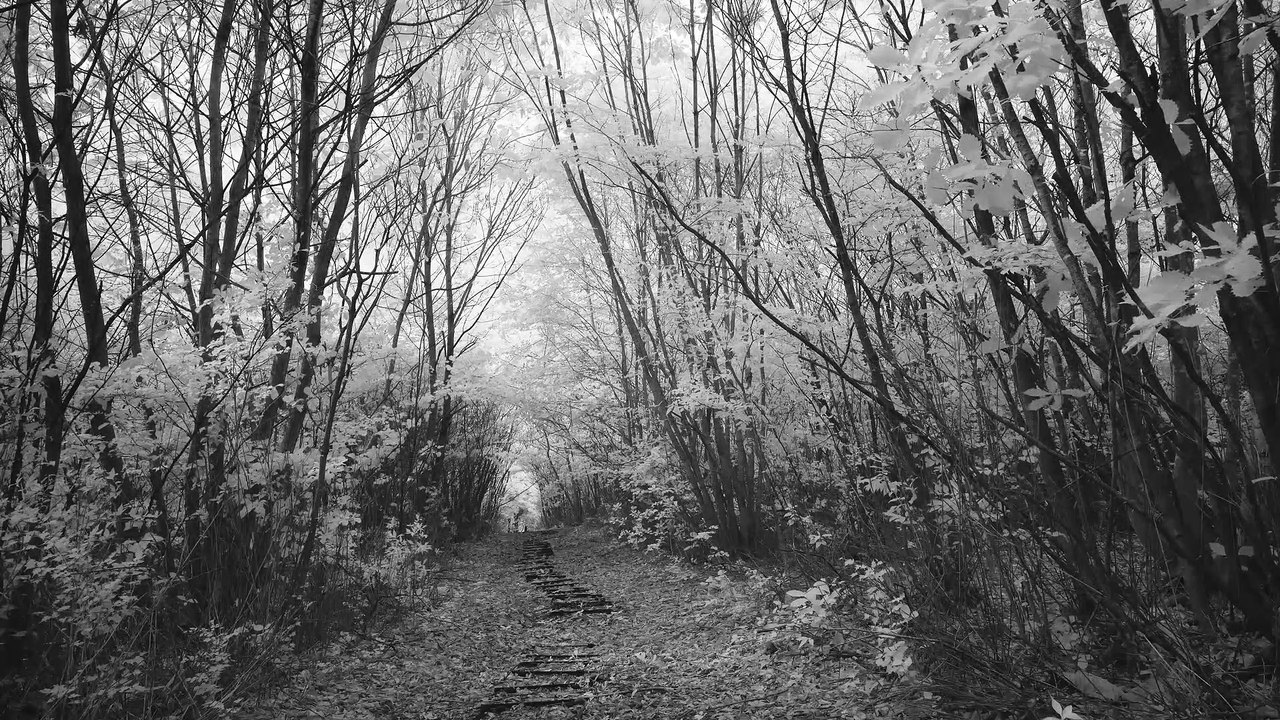 Infrared Videography #6