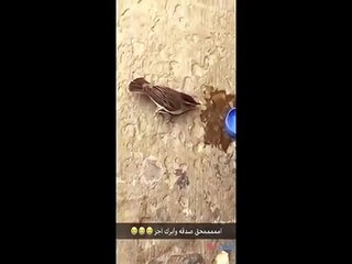 كلب يلتهم عصفور