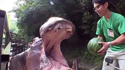 Hippo Eating Watermelon