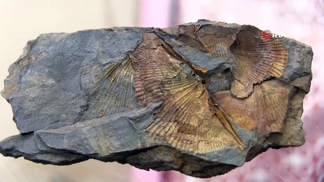 Şırnak Dağlarında Midye Fosili Bulundu İha